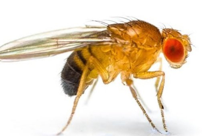 12# Fruit Flies: The Tiny, Inactive Sleepers