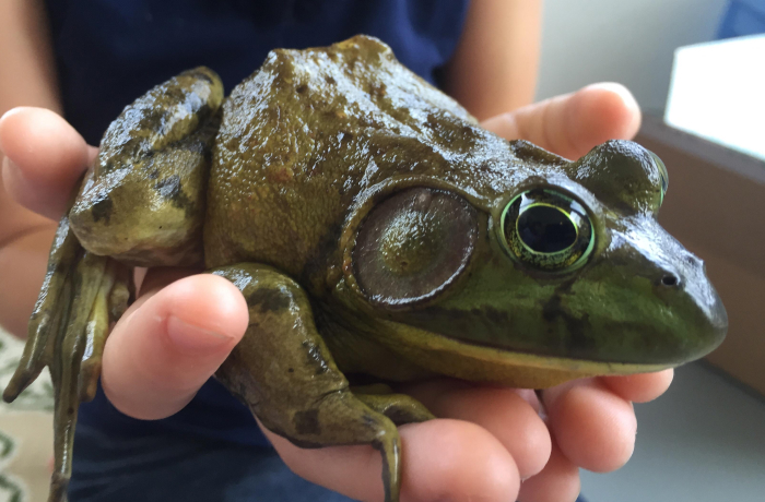 13# American Bullfrogs: The Always Alert Resters