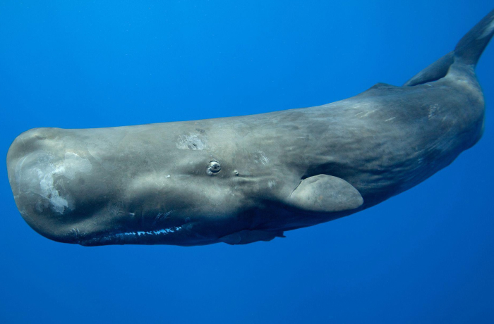 14# Sperm Whales: Vertical Nappers