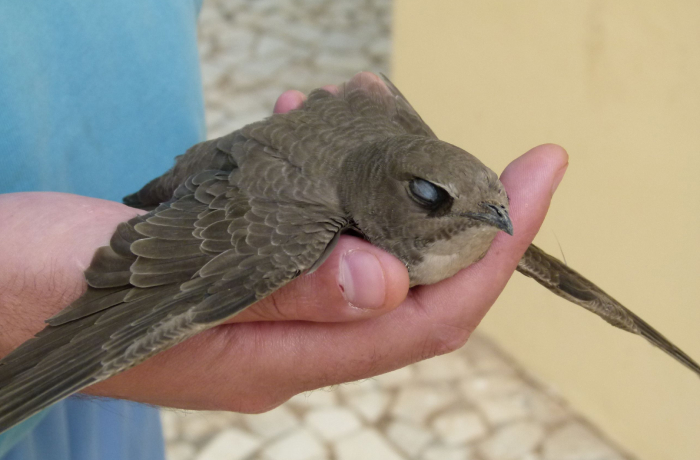 15# Alpine Swifts: Birds That Never Touch Ground