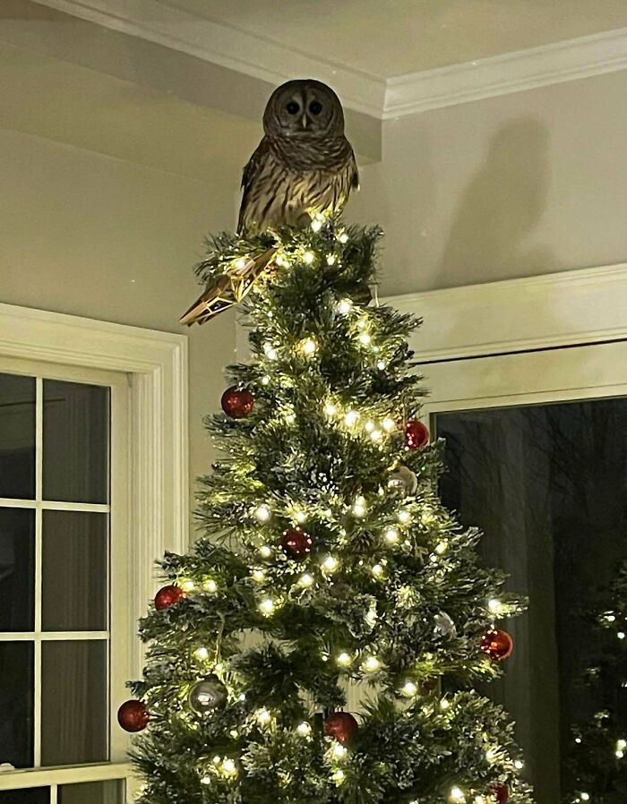 Barred Owl Tree Topper: Clever or Crazy?