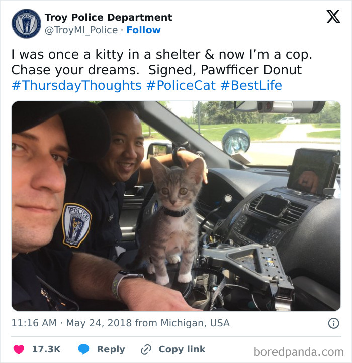 Who Thought 'Pawfficer Donut' Was a Purrfect Name?