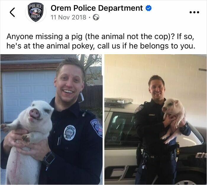 You Can Totally See That Pig Smiling