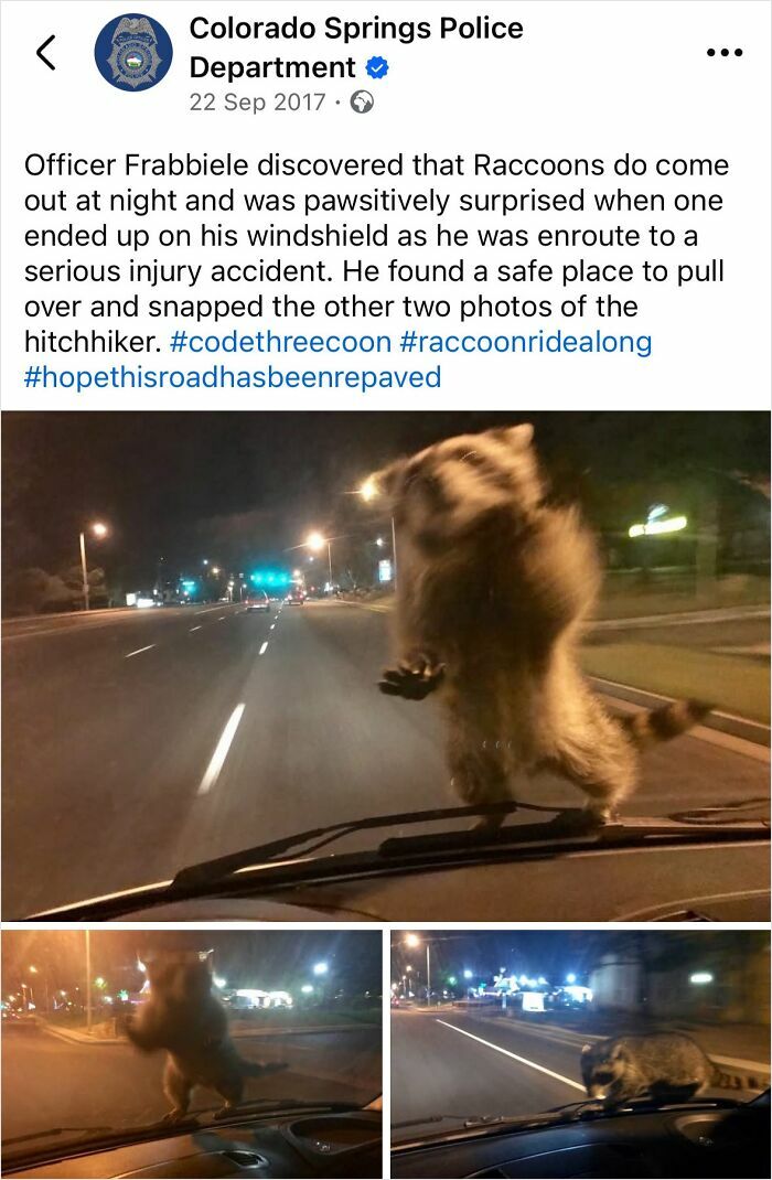 A Wild Raccoon Encounter Caught on Cop Cam
