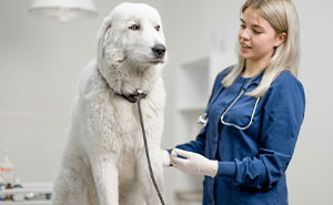 Let's Rank The Most Ridiculous Vet Visits Ever (Yep, They Cost Actual Money)