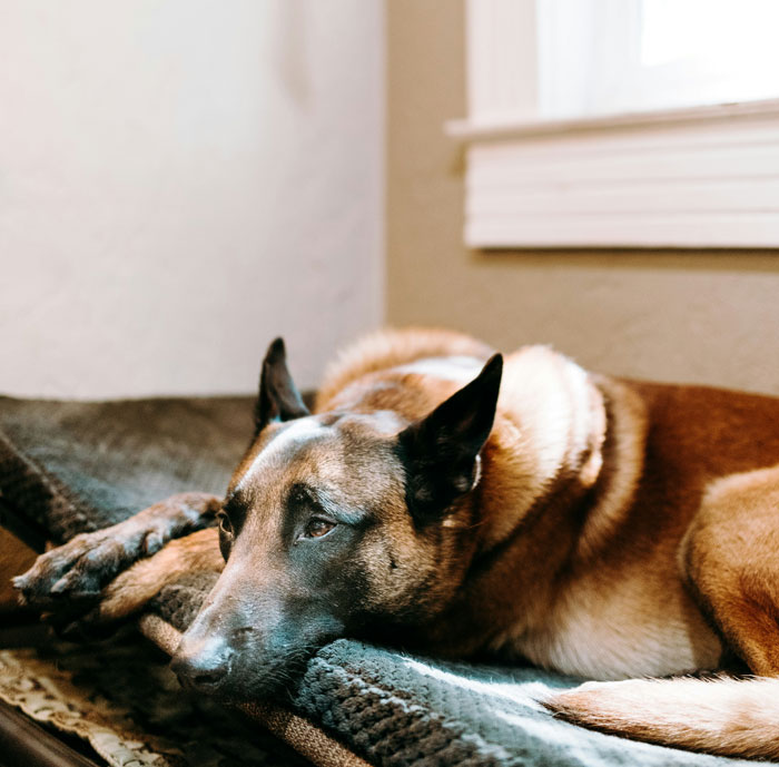 Let's Rank The Most Ridiculous Vet Visits Ever (Yep, They Cost Actual Money)