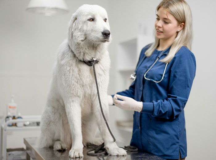 Let's Rank The Most Ridiculous Vet Visits Ever (Yep, They Cost Actual Money)