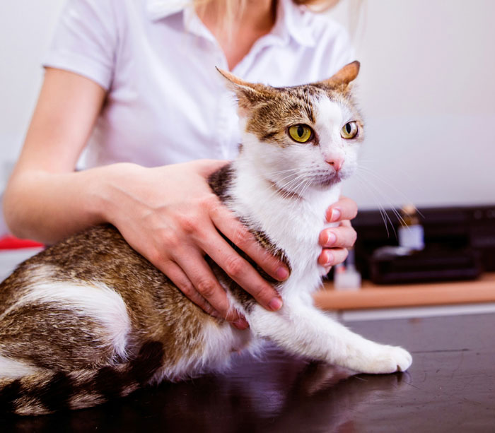 Let's Rank The Most Ridiculous Vet Visits Ever (Yep, They Cost Actual Money)
