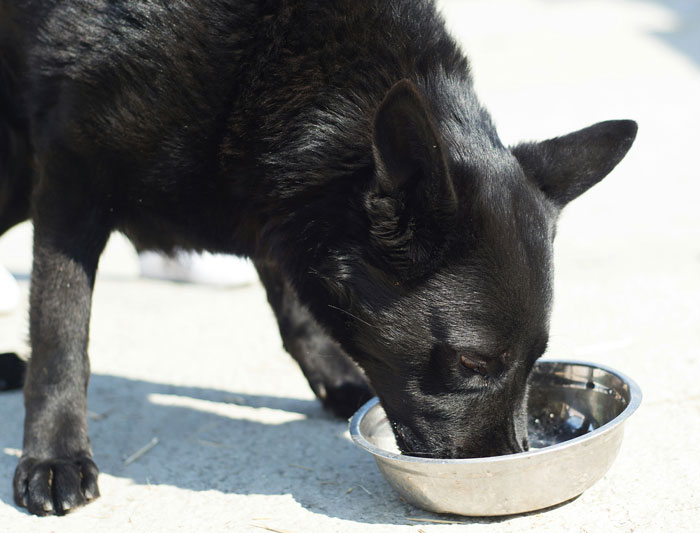 Let's Rank The Most Ridiculous Vet Visits Ever (Yep, They Cost Actual Money)