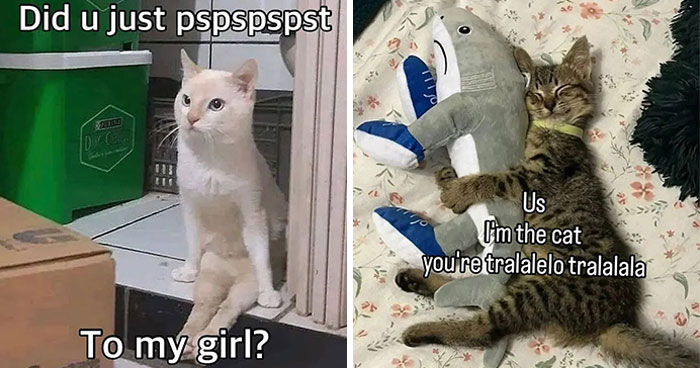 These Cat Memes From ‘Cutecats.exe’ Are Basically Comedy Gold