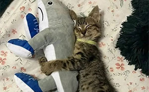 These Cat Memes From 'Cutecats.exe' Are Basically Comedy Gold