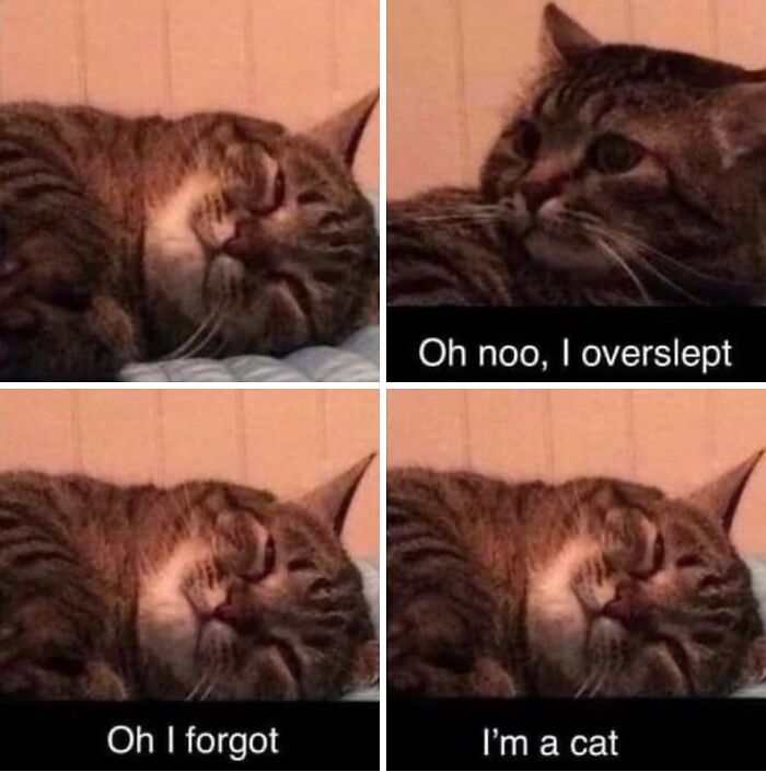 These Cat Memes From 'Cutecats.exe' Are Basically Comedy Gold