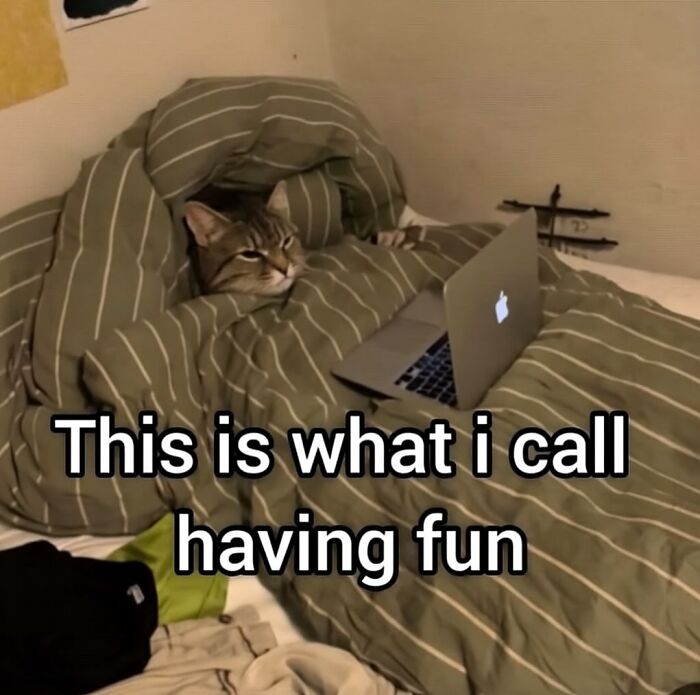 These Cat Memes From 'Cutecats.exe' Are Basically Comedy Gold