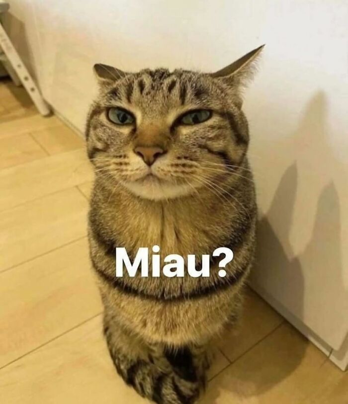 These Cat Memes From 'Cutecats.exe' Are Basically Comedy Gold