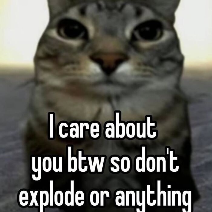These Cat Memes From 'Cutecats.exe' Are Basically Comedy Gold