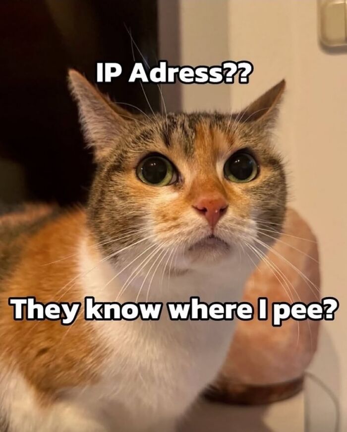 These Cat Memes From 'Cutecats.exe' Are Basically Comedy Gold