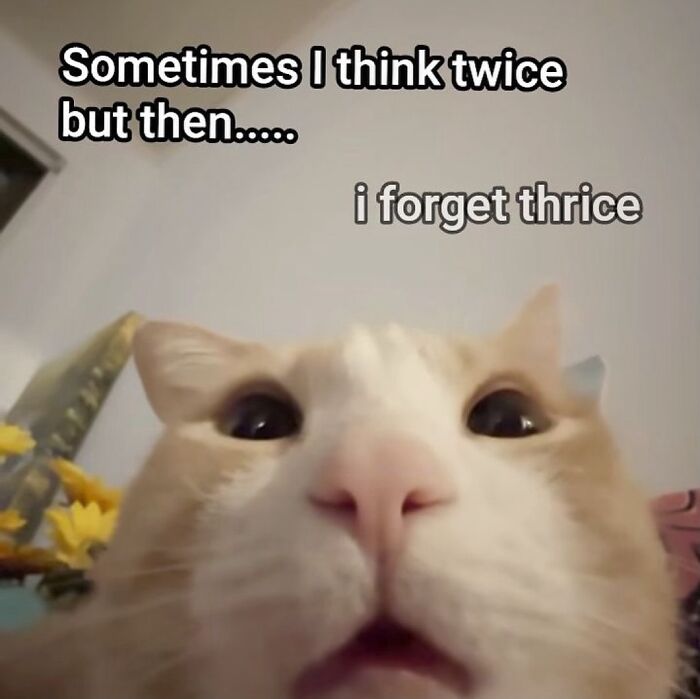 These Cat Memes From 'Cutecats.exe' Are Basically Comedy Gold