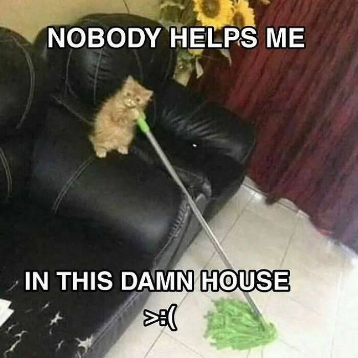 These Cat Memes From 'Cutecats.exe' Are Basically Comedy Gold