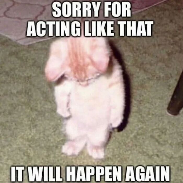 These Cat Memes From 'Cutecats.exe' Are Basically Comedy Gold