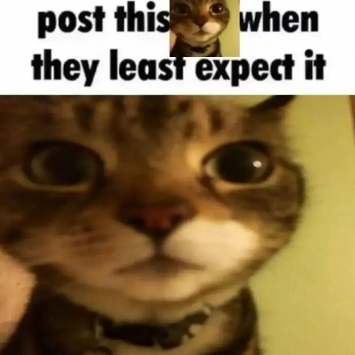 These Cat Memes From 'Cutecats.exe' Are Basically Comedy Gold