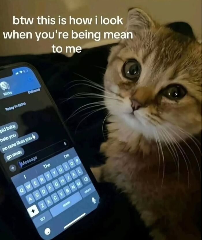 These Cat Memes From 'Cutecats.exe' Are Basically Comedy Gold