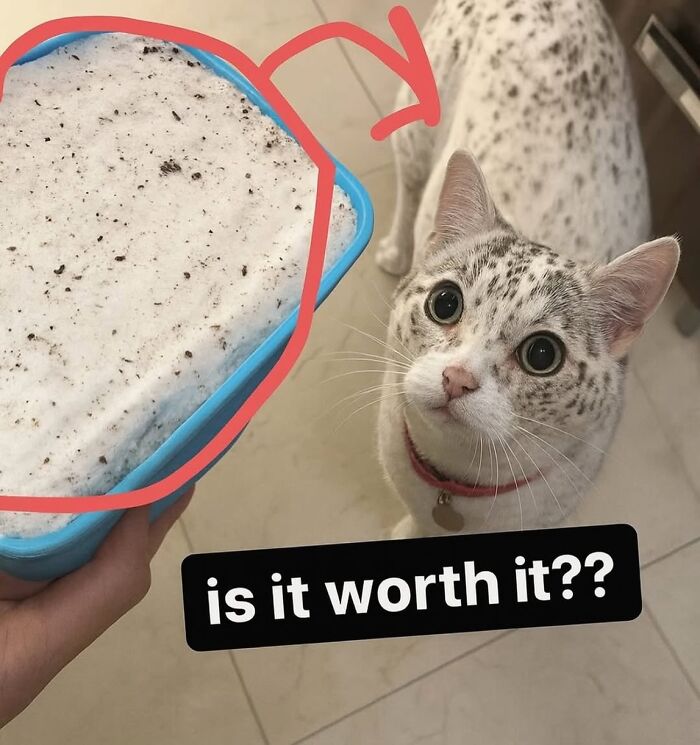 These Cat Memes From 'Cutecats.exe' Are Basically Comedy Gold