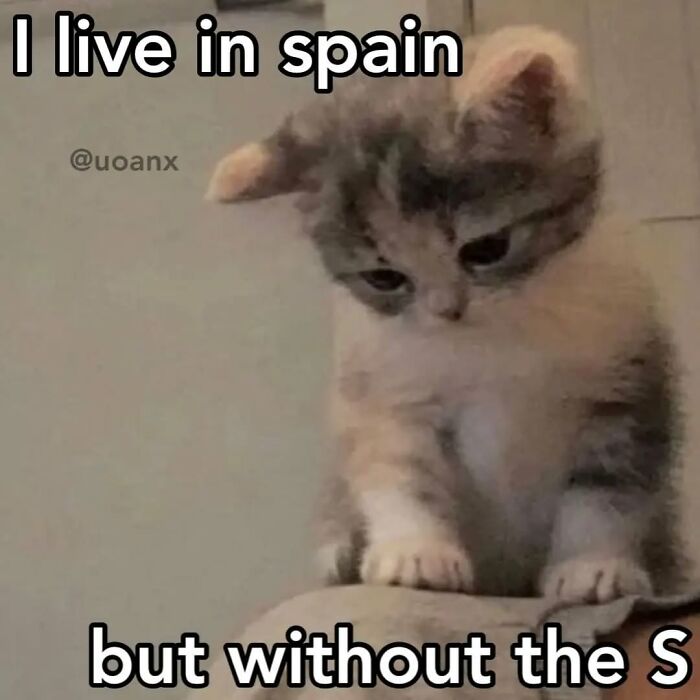 These Cat Memes From 'Cutecats.exe' Are Basically Comedy Gold