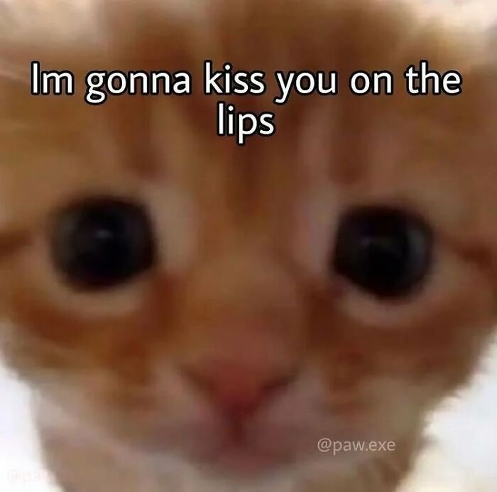 These Cat Memes From 'Cutecats.exe' Are Basically Comedy Gold