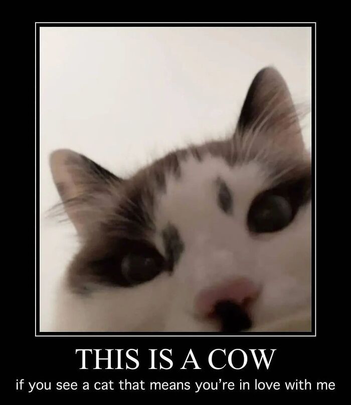 These Cat Memes From 'Cutecats.exe' Are Basically Comedy Gold