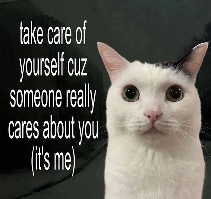 These Cat Memes From 'Cutecats.exe' Are Basically Comedy Gold