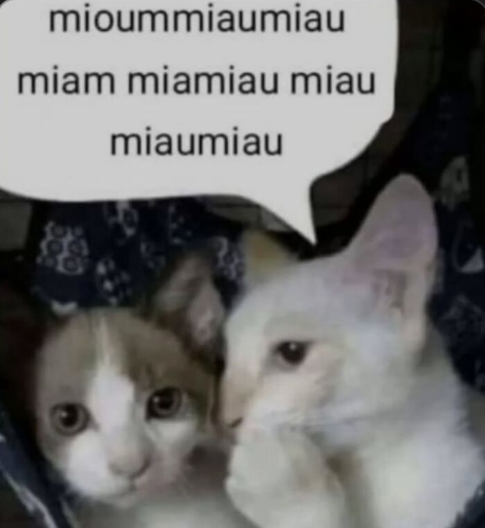 These Cat Memes From 'Cutecats.exe' Are Basically Comedy Gold