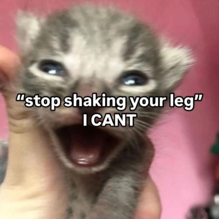 These Cat Memes From 'Cutecats.exe' Are Basically Comedy Gold