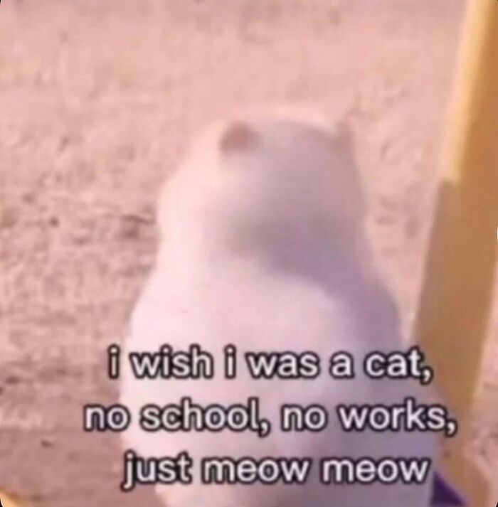 These Cat Memes From 'Cutecats.exe' Are Basically Comedy Gold