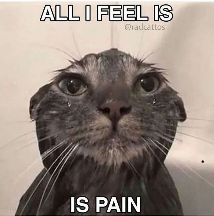 These Cat Memes From 'Cutecats.exe' Are Basically Comedy Gold