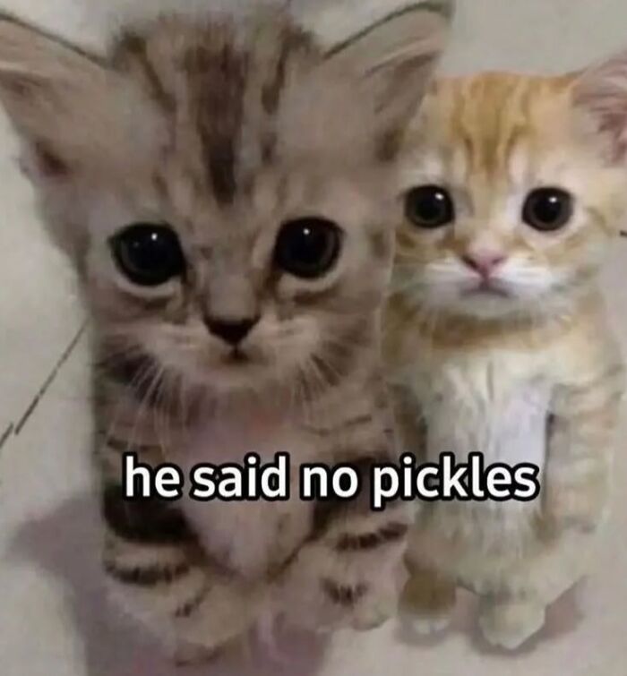 These Cat Memes From 'Cutecats.exe' Are Basically Comedy Gold