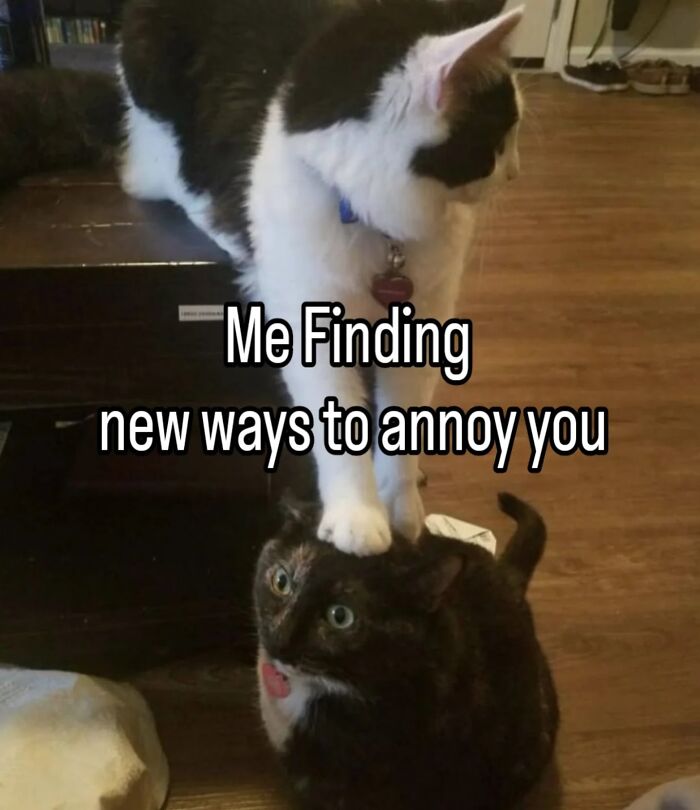 These Cat Memes From 'Cutecats.exe' Are Basically Comedy Gold