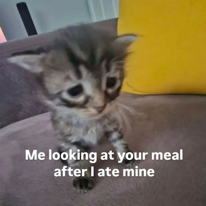 These Cat Memes From 'Cutecats.exe' Are Basically Comedy Gold