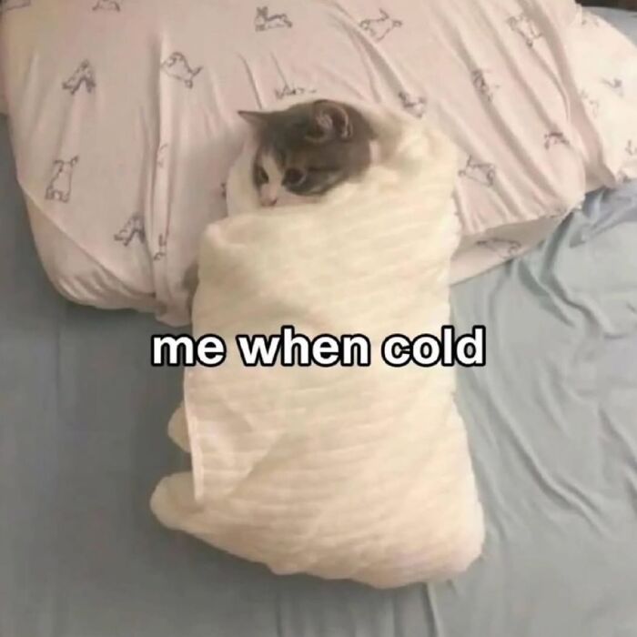 These Cat Memes From 'Cutecats.exe' Are Basically Comedy Gold