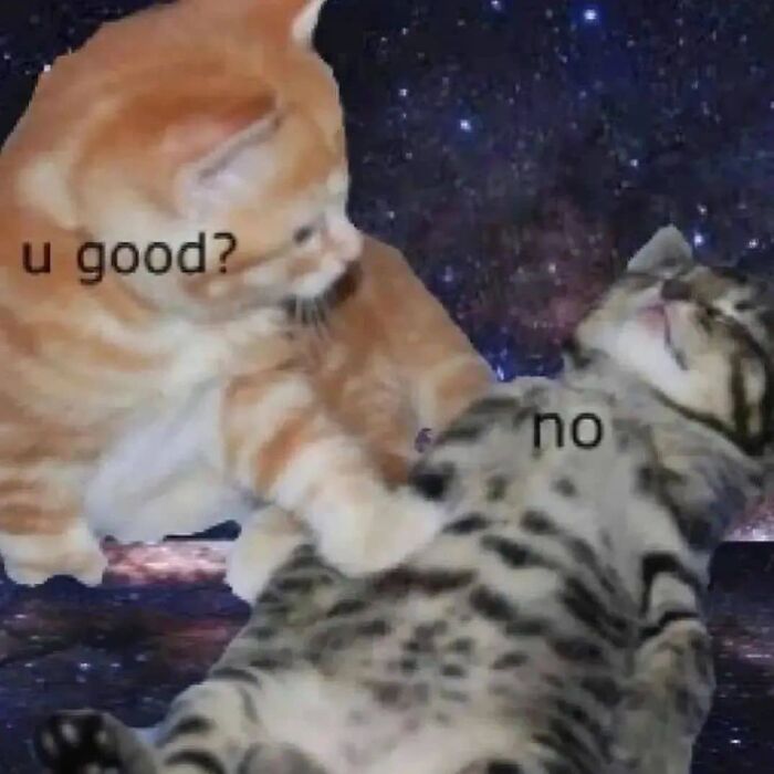 These Cat Memes From 'Cutecats.exe' Are Basically Comedy Gold