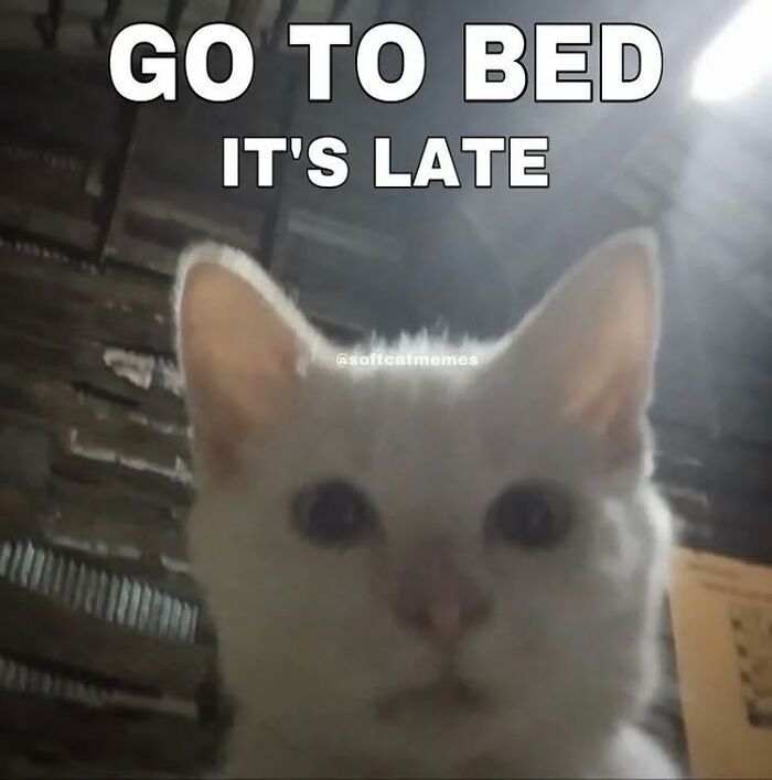 These Cat Memes From 'Cutecats.exe' Are Basically Comedy Gold
