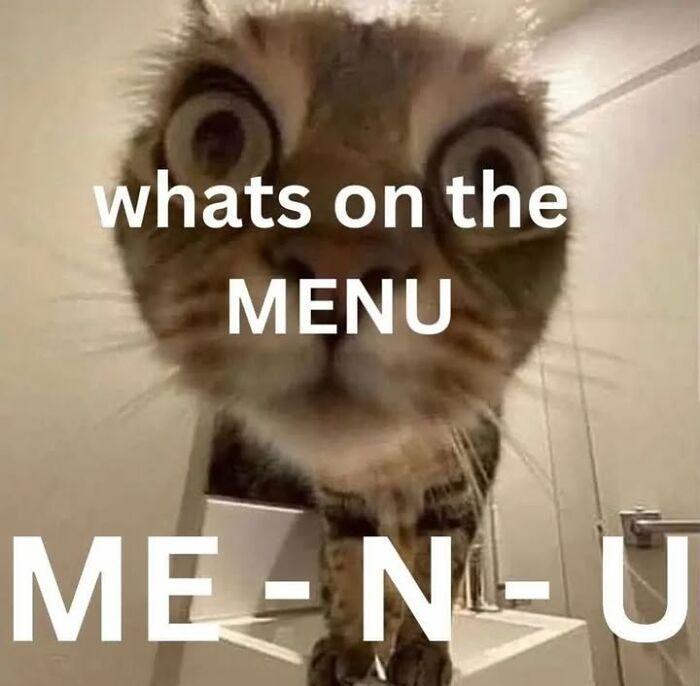 These Cat Memes From 'Cutecats.exe' Are Basically Comedy Gold