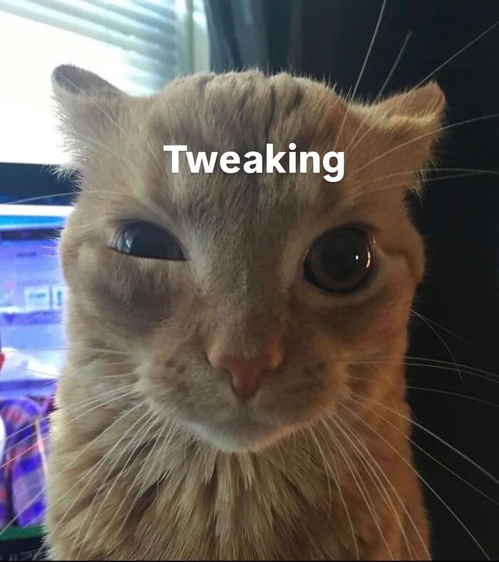 These Cat Memes From 'Cutecats.exe' Are Basically Comedy Gold