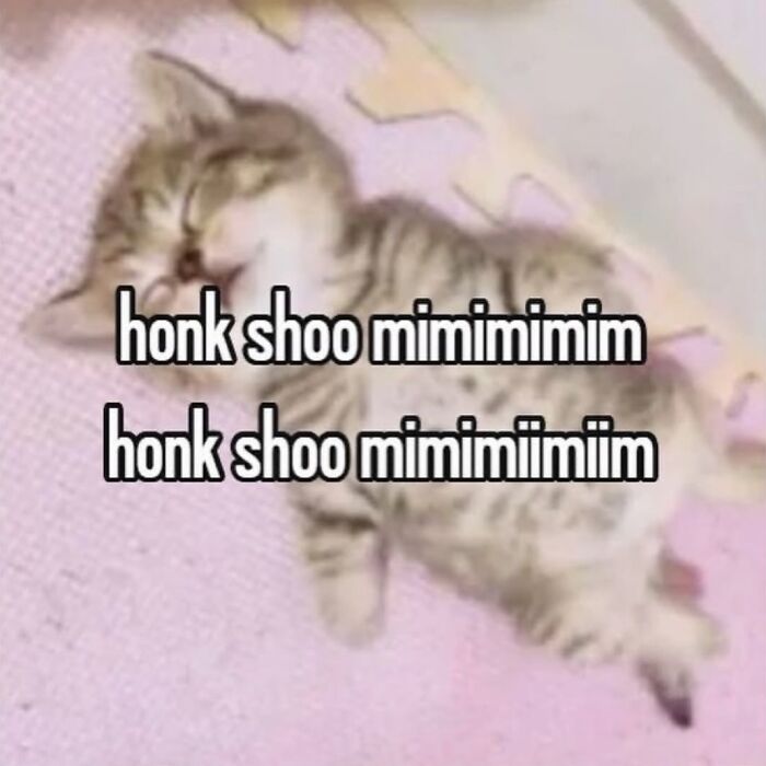 These Cat Memes From 'Cutecats.exe' Are Basically Comedy Gold