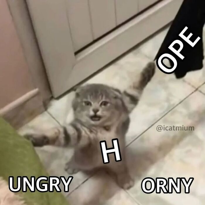 These Cat Memes From 'Cutecats.exe' Are Basically Comedy Gold