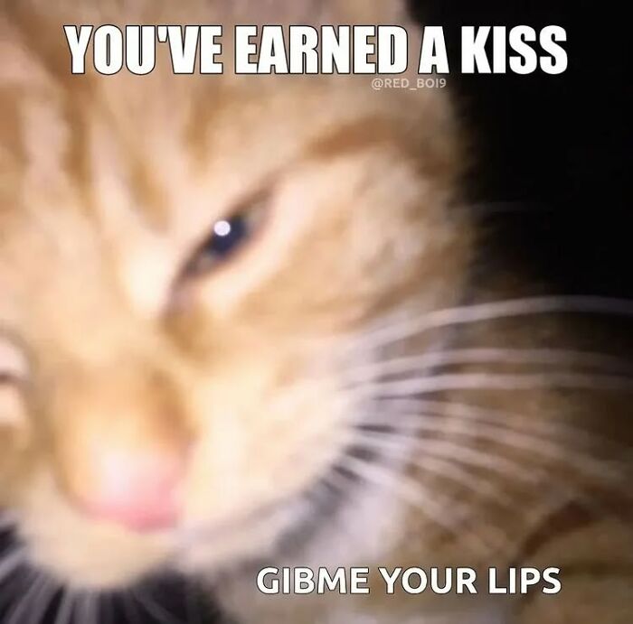 These Cat Memes From 'Cutecats.exe' Are Basically Comedy Gold