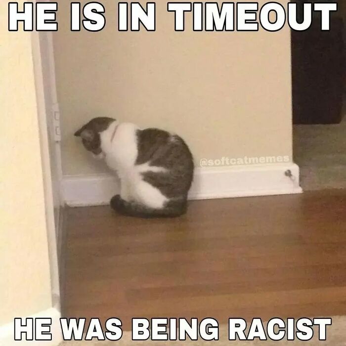 These Cat Memes From 'Cutecats.exe' Are Basically Comedy Gold