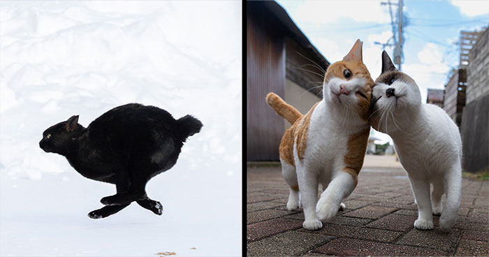 These Japanese Street Cats Are Straight-Up Drama Queens And We’re Here For It