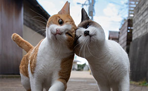 These Japanese Street Cats Are Straight-Up Drama Queens And We’re Here For It