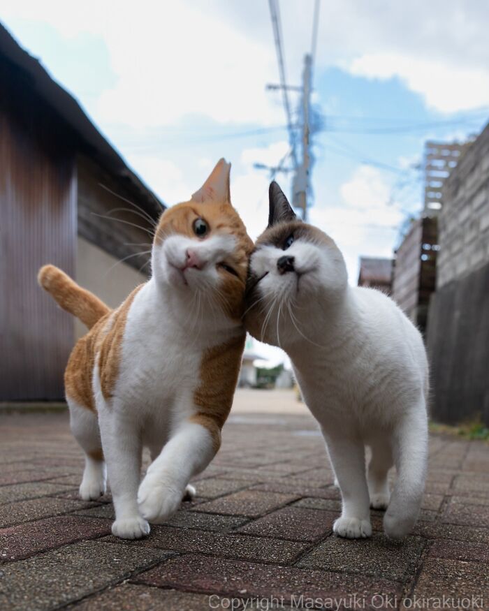 These Japanese Street Cats Are Straight-Up Drama Queens And We’re Here For It