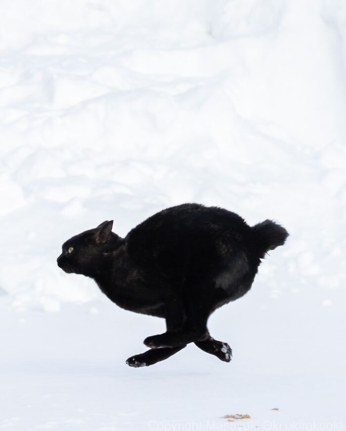 These Japanese Street Cats Are Straight-Up Drama Queens And We’re Here For It